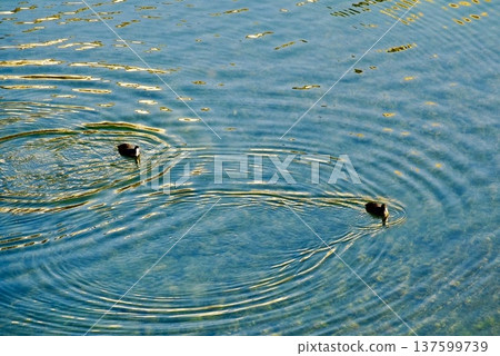 Black duck coot making ripples 2 Black duck coot making ripples 2 137599739