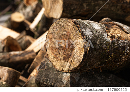 Close up texture of chopped firewood logs showing natural wood grain and rings Close up texture of chopped firewood logs showing natural wood grain and rings 137600223
