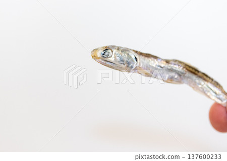 用手指撿起的乾沙丁魚 137600233