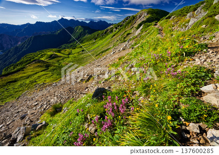 Flower fields along the ridge of Mount Mitsumatarenge in the Northern Alps and the Yari-Hotaka mountain range 137600285