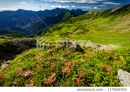 View of the flower spikes of Aleutiana aegyptiaca on Mount Mitsumatarenge in the Northern Alps and Mount Yari and Mount Hotaka 137600302