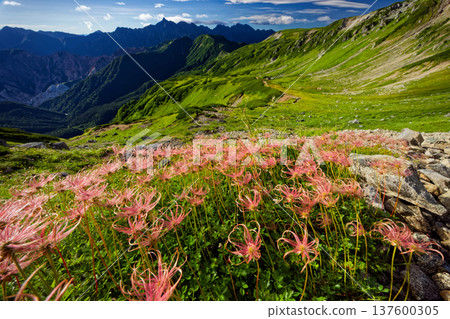 View of the flower spikes of Aleutiana aegyptiaca on Mount Mitsumatarenge in the Northern Alps and Mount Yari and Mount Hotaka 137600305