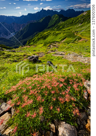 在北阿爾卑斯山脈的三股蓮花山、槍山和穗高山上,可以看到埃及阿留申花(Aleutiana aegyptiaca)的花穗。 在北阿爾卑斯山脈的三股蓮花山、槍山和穗高山上,可以看到埃及阿留申花(Aleutiana aegyptiaca)的花穗。 137600306
