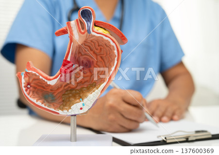 Stomach disease, doctor with anatomy model for study diagnosis and treatment in hospital. Stomach disease, doctor with anatomy model for study diagnosis and treatment in hospital. 137600369
