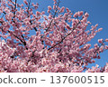 Kawazu cherry blossoms in the blue sky background 137600515