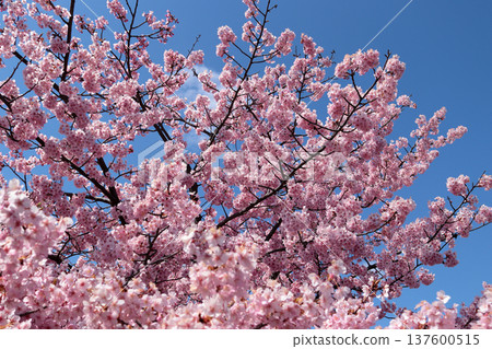 河津櫻花在藍藍的天空背景中 137600515