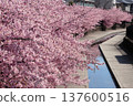 Kawazu cherry blossom trees along the Yodo Canal in Kyoto 137600516