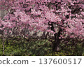 A single Kawazu cherry tree blooming on the bank of the Yodo Canal in Kyoto 137600517