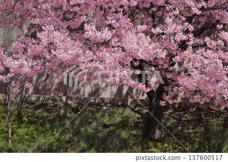 京都淀川岸邊，一棵河津櫻花樹正在盛開 137600517