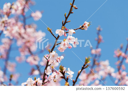 櫻花和藍天 櫻花和藍天 137600592