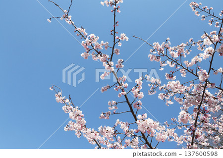 Cherry blossoms and blue sky Cherry blossoms and blue sky 137600598
