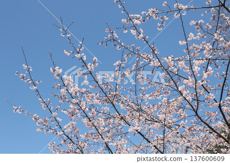  Cherry blossoms and blue sky 137600609