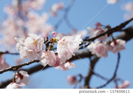  Cherry blossoms and blue sky 137600611