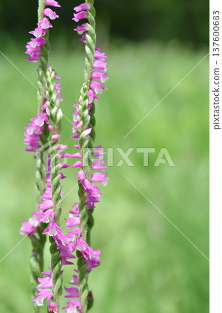 Close up of spiral spirea flower 137600683