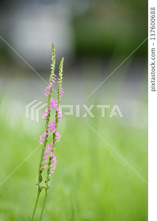 Screw fern flowers Screw fern flowers 137600688