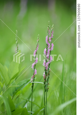 螺絲蕨花 螺絲蕨花 137600690