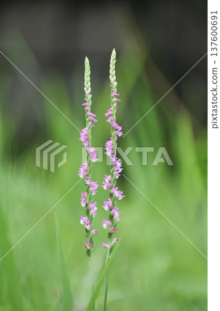 螺絲蕨花 螺絲蕨花 137600691