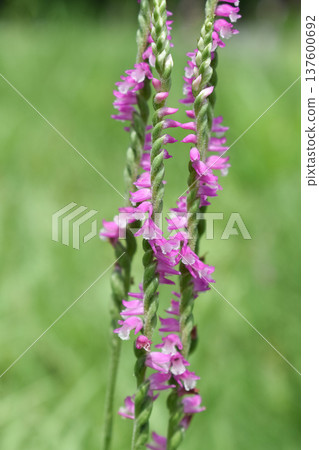 Spiranthes sinensis close-up Spiranthes sinensis close-up 137600692