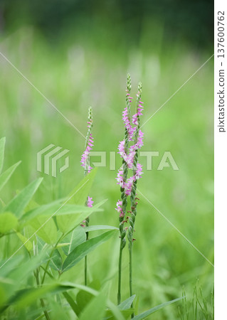 螺絲蕨花 螺絲蕨花 137600762
