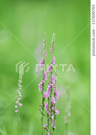 Screw fern flowers 137600765