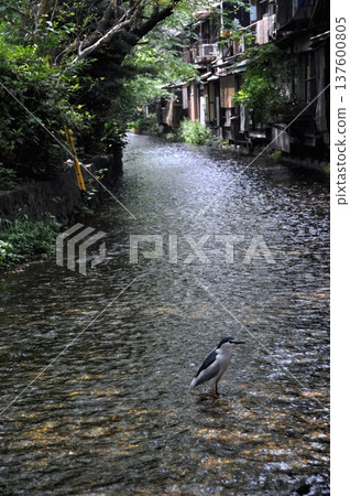 Takase River, Grey Herons, and Old Houses Takase River, Grey Herons, and Old Houses 137600805