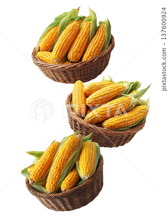 Multiple wicker baskets filled with fresh yellow corn cobs with husks, isolated on white background, concept of harvest abundance Multiple wicker baskets filled with fresh yellow corn cobs with husks, isolated on white background, concept of harvest abundance 137600924