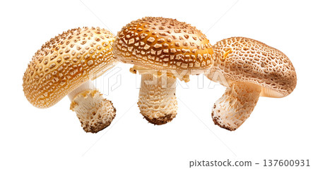 Collection of wild mushrooms with detailed textured caps, isolated on white background. Concept of fungi diversity 137600931