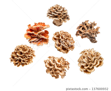 Collection of wild mushrooms with detailed textured caps, isolated on white background. Concept of fungi diversity 137600932