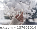 Gentle winter hands touching snow① 137601014