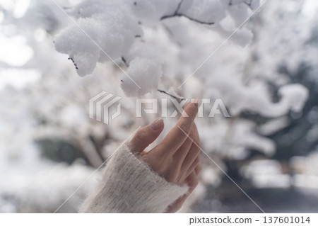 Gentle winter hands touching snow① Gentle winter hands touching snow① 137601014