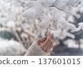 Gentle winter hands touching snow② 137601015