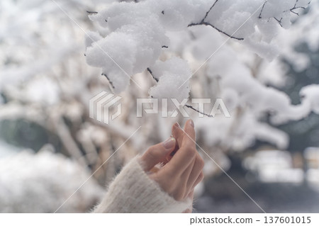 Gentle winter hands touching snow② Gentle winter hands touching snow② 137601015