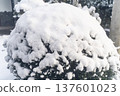 Winter scenery of snow-covered garden trees① 137601023