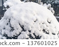 Winter scenery of snow-covered garden trees③ 137601025