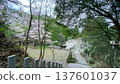 Pink and white cherry blossoms blooming on 3,000 stone steps 137601037
