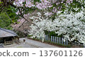 A feast of white and pink cherry blossoms (3,000 stone steps) 137601126