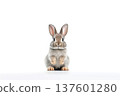 Adorable rabbit isolated on a white background 137601280