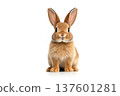 Adorable rabbit isolated on a white background 137601281