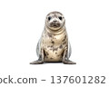 Common seal isolated on white background 137601282