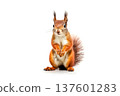 Eurasian red squirrel isolated on white background. 137601283