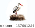 one stork in large nest isolated on white background 137601284
