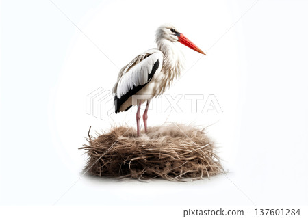 one stork in large nest isolated on white background 137601284