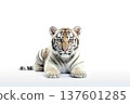 white tiger. Isolated over white background with shade 137601285