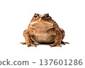 Toad Isolated on White Background 137601286