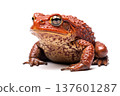 Toad Isolated on White Background 137601287