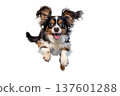 lovely and cute dog running and jumping isolated on white background 137601288