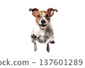 lovely and cute dog running and jumping isolated on white background 137601289