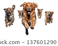 Group of dogs running and jumping isolated on white 137601290