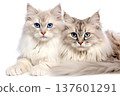 Two fluffy longhair cats isolated on a white background 137601291