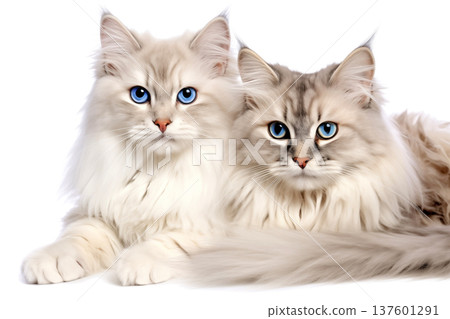 Two fluffy longhair cats isolated on a white background Two fluffy longhair cats isolated on a white background 137601291